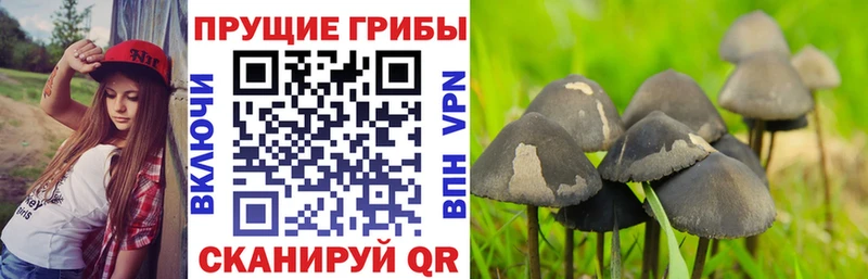 Псилоцибиновые грибы Cubensis  Арамиль 